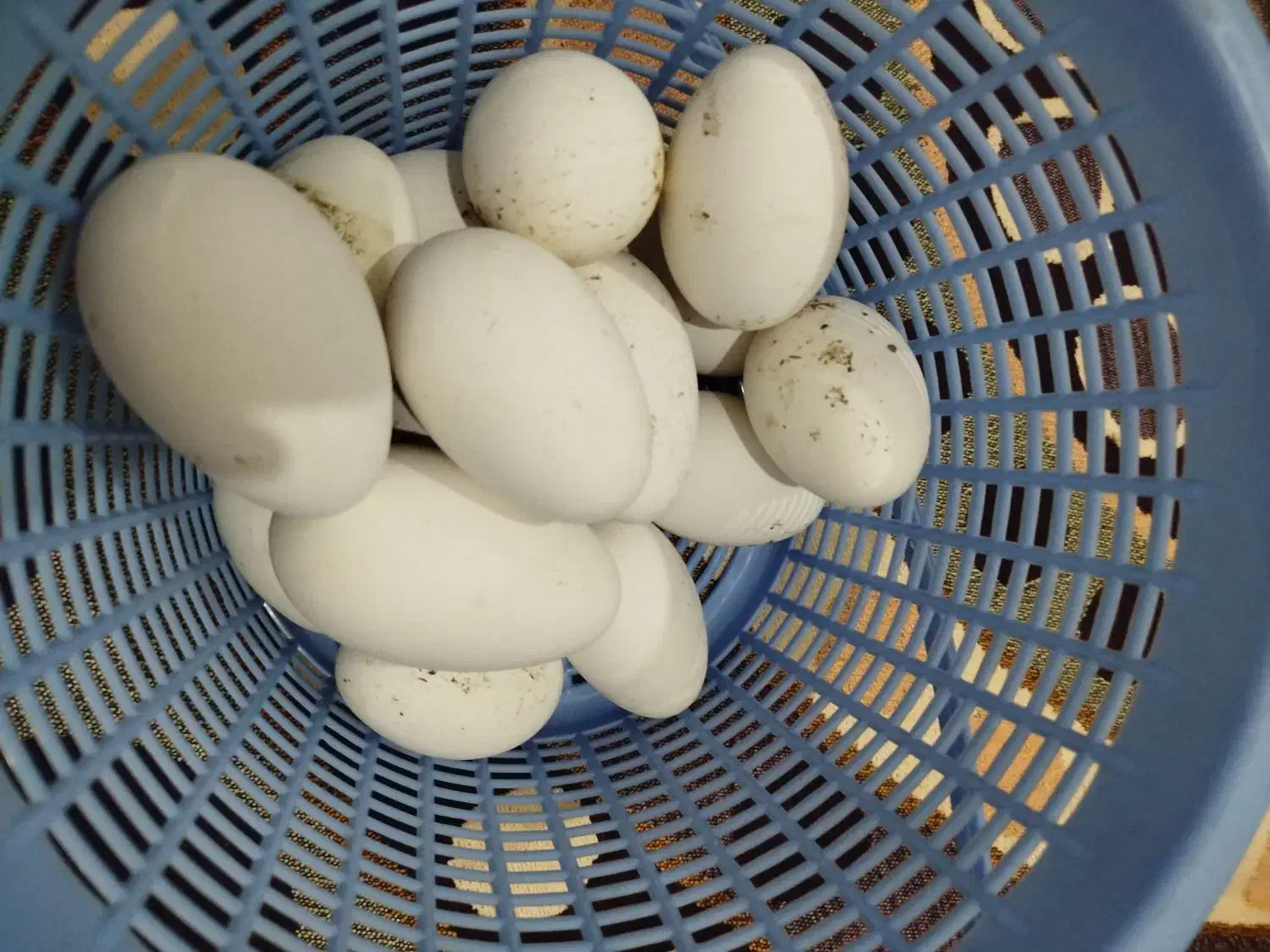 تخم مرغ|خوردنی و آشامیدنی|خواجه, |دیوار