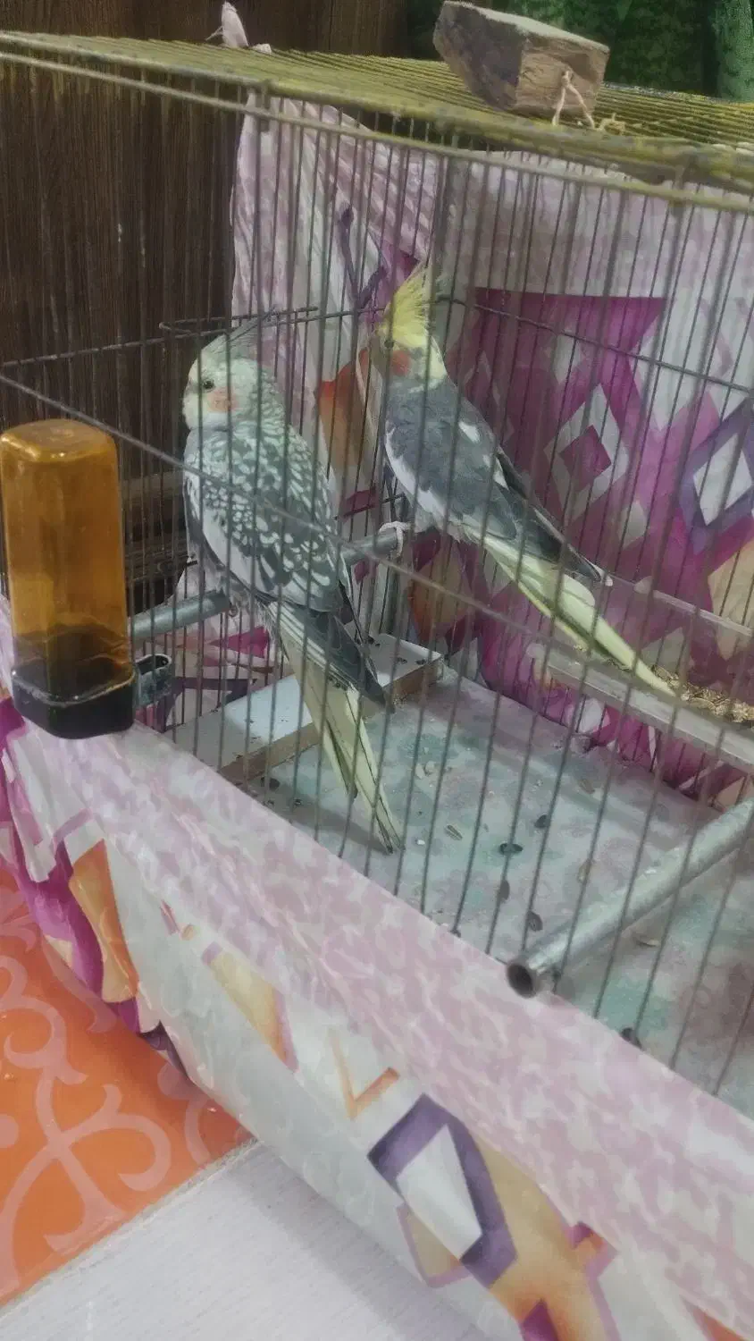 یک جفت عروس هلندی|پرنده|رشت, جانبازان|دیوار