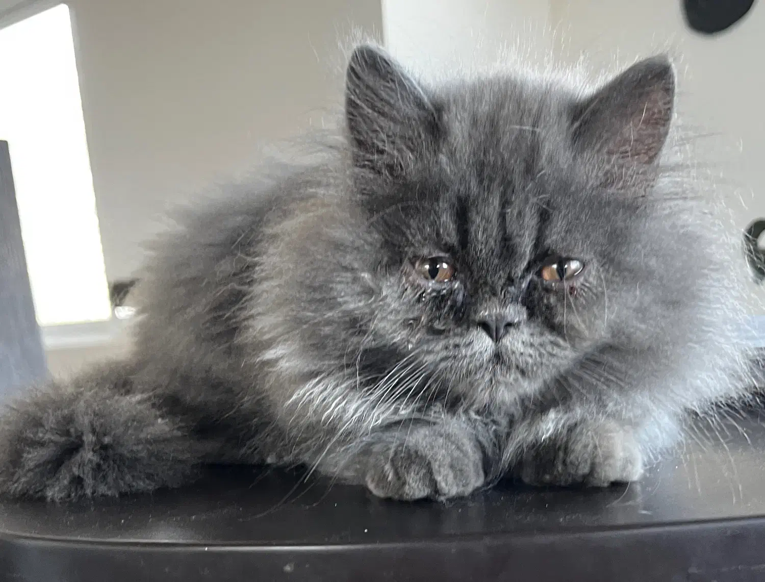 گربه پرشین|گربه|سورک, |دیوار