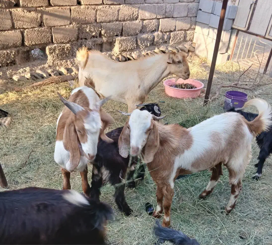 گوسفند فروشی|حیوانات مزرعه|بیکاه, |دیوار