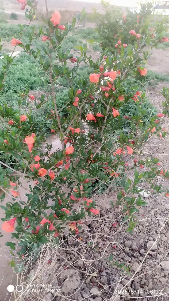 زمین باغی ۱۶۰۰مترخدیجه خاتون|فروش دفتر صنعتی، کشاورزی، تجاری|سلفچگان, |دیوار