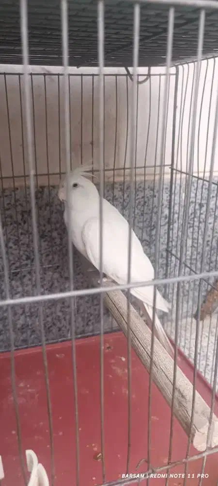 فروش عروس هلندی در نژاد های مختلف|پرنده|بوانات, |دیوار