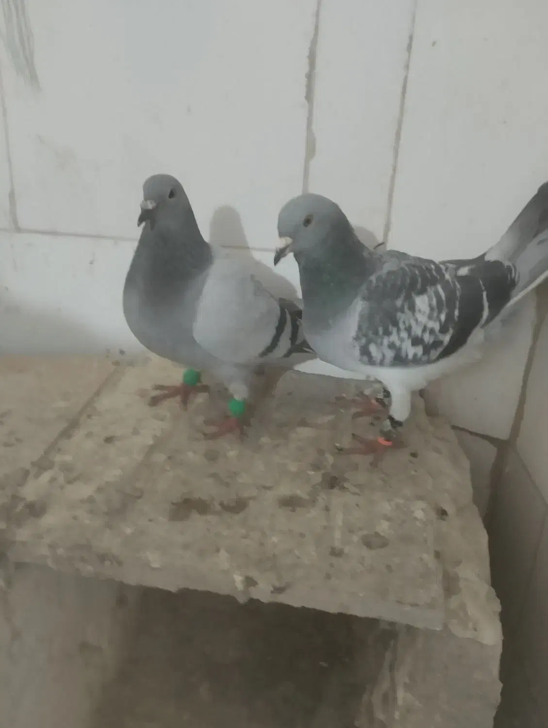 آلمانی|پرنده|تربت‌حیدریه, دیزقند|دیوار