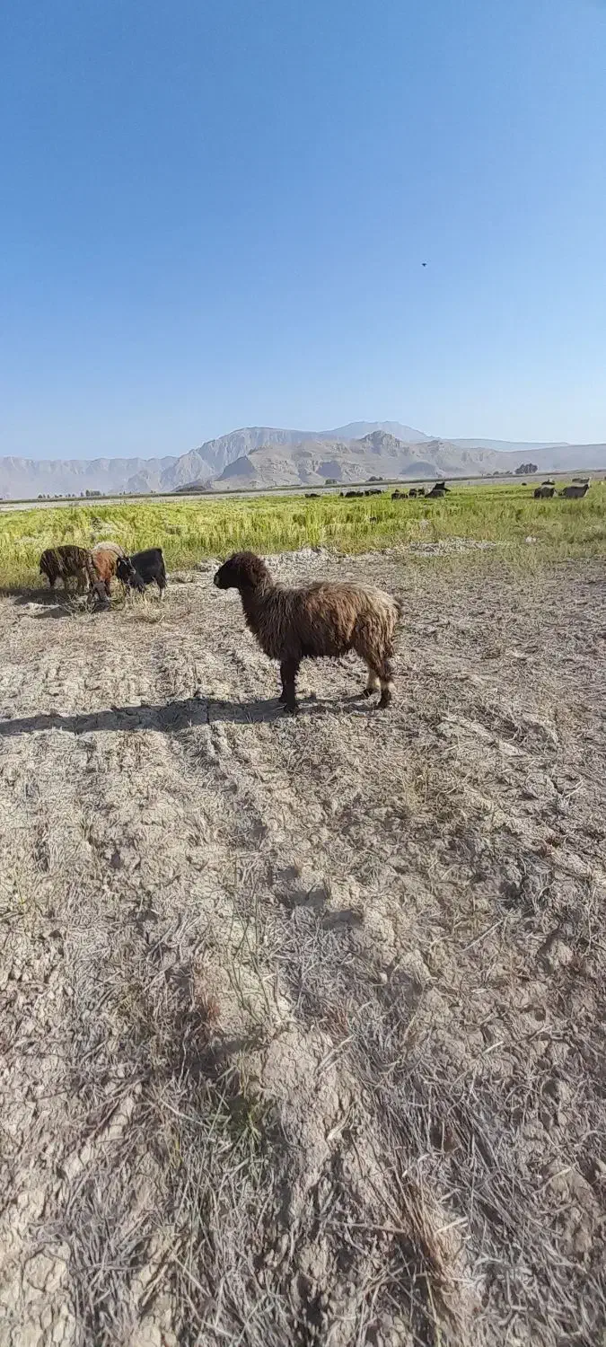 میش داشتی در بیضا|حیوانات مزرعه|بانش, |دیوار