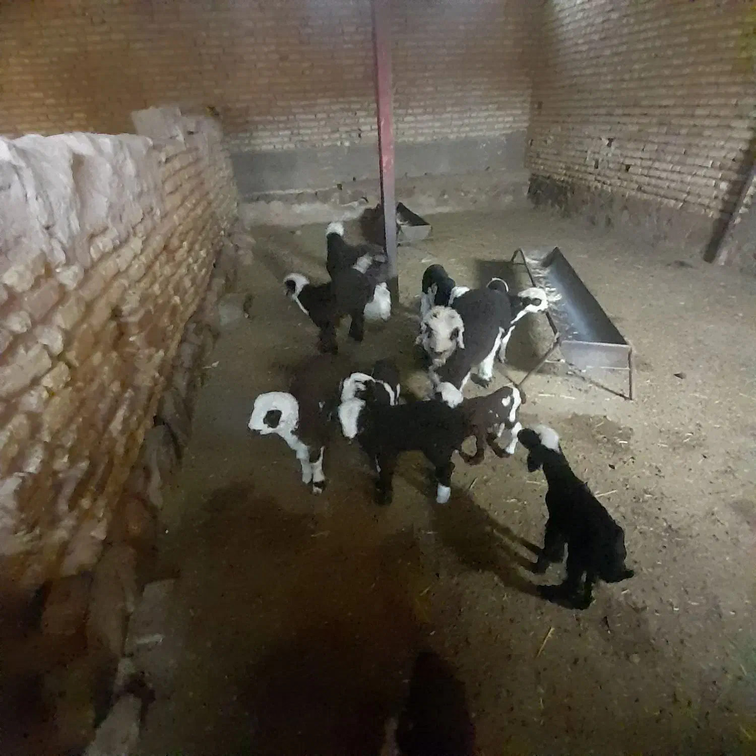 ۱۲ راس میش.بره دار|حیوانات مزرعه|مرودشت, نقش رستم|دیوار