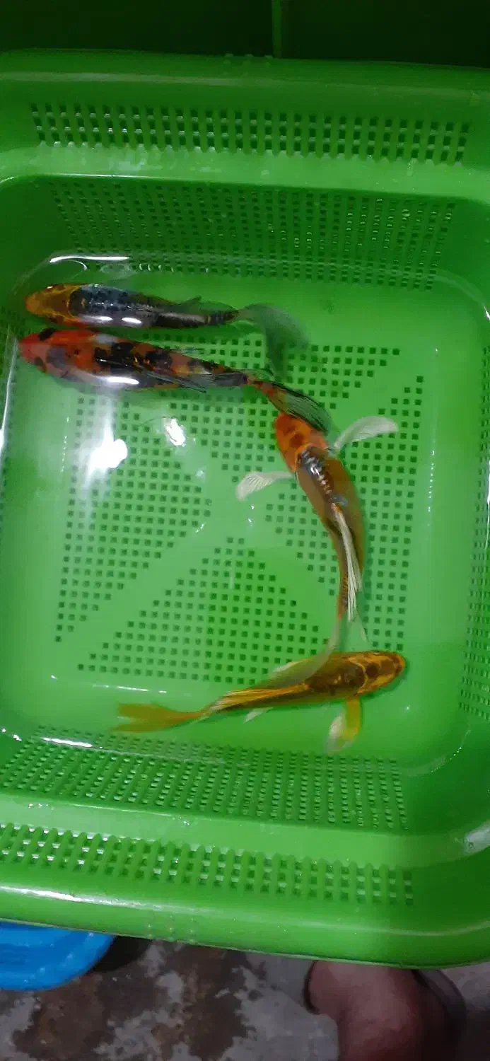 ماهی کوی|ماهی|مشهد, حجاب (شهرک غرب)|دیوار