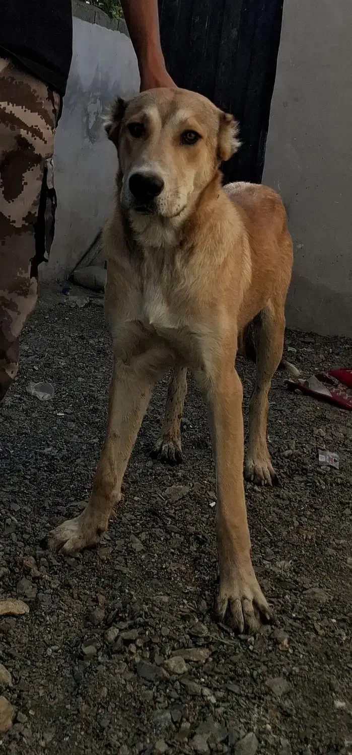 سگ نر|سگ|بربرود, |دیوار