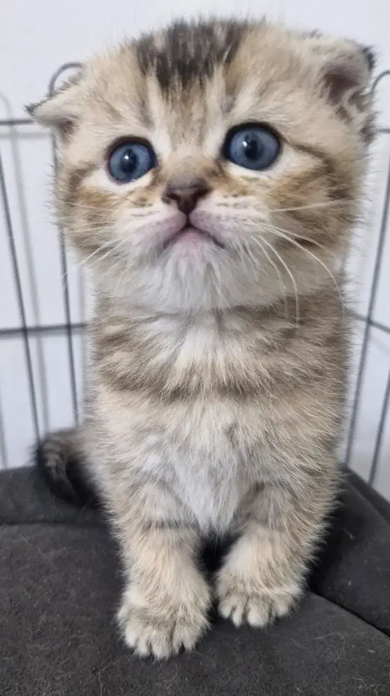 اسکاتیش|گربه|مشهد, اقبال|دیوار