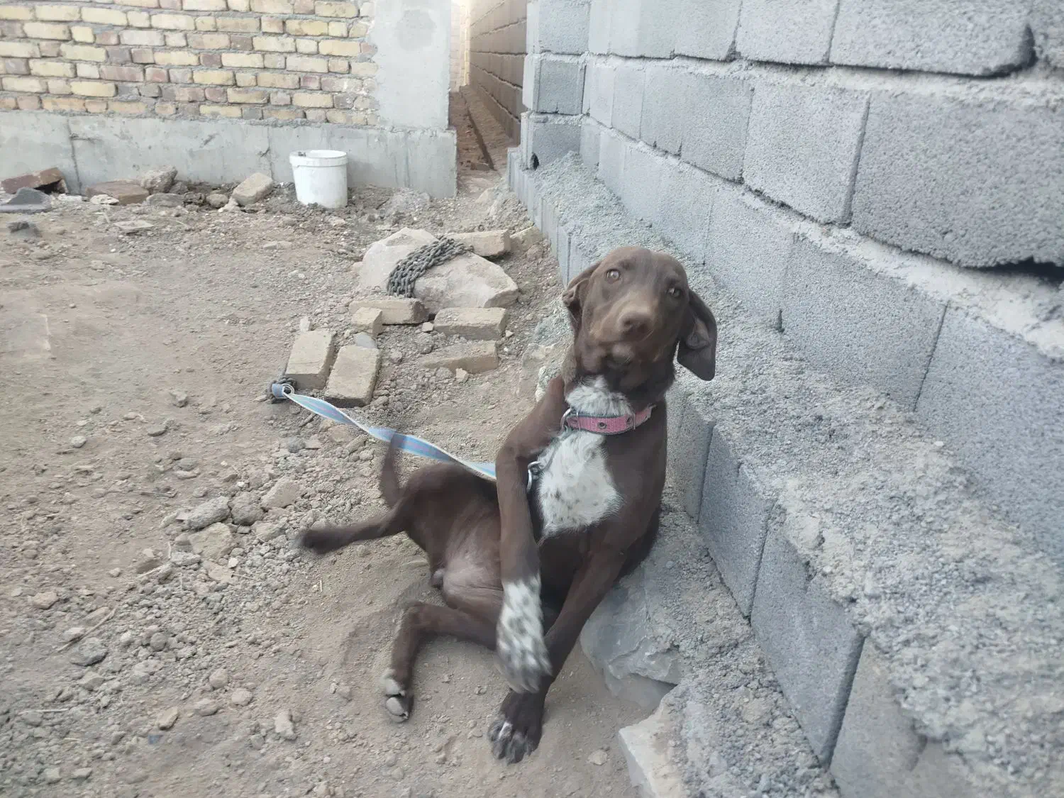 سگ  نر وماده نژاد ترکیبی پوینتر و دوبرمن|سگ|کرمانشاه, |دیوار