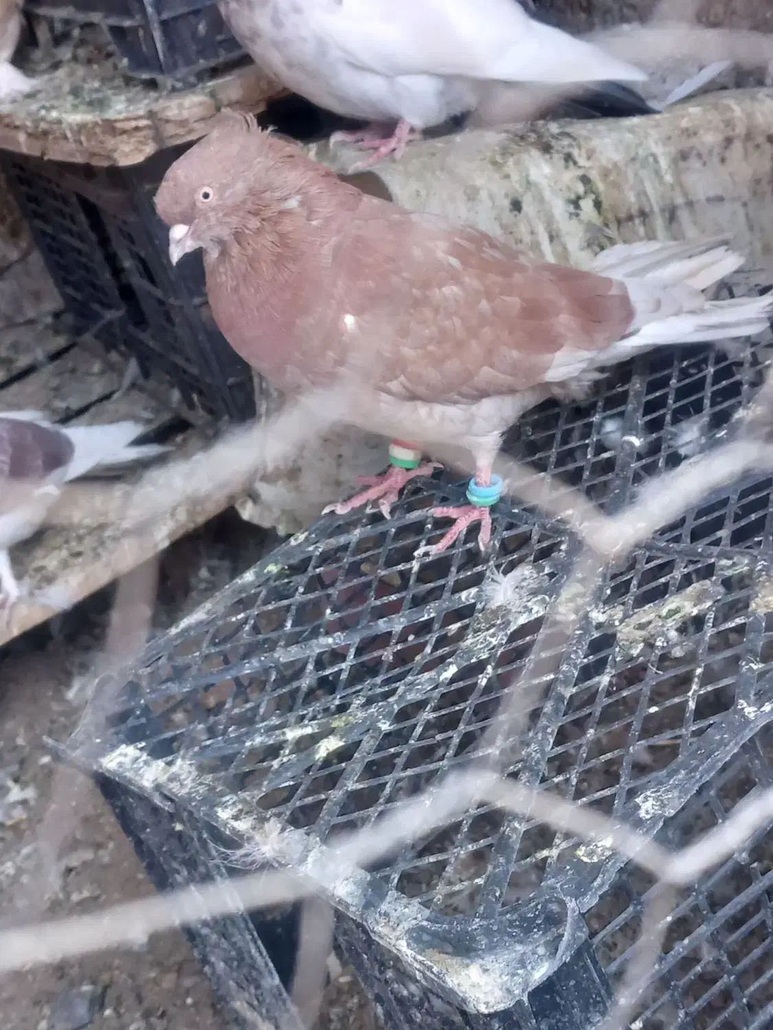 معاوضه|پرنده|نرماشیر, |دیوار