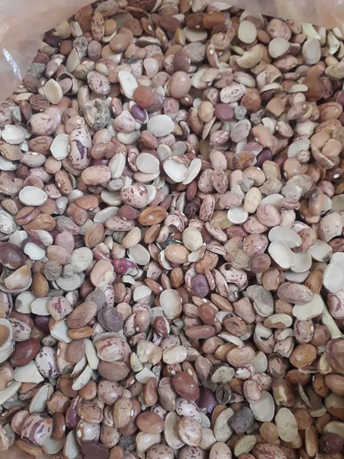 لوبیا چیتی شکسته|خوردنی و آشامیدنی|قم, انسجام|دیوار