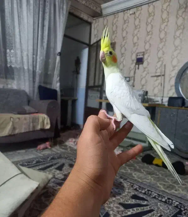 عروس هلندی لوتینو نر ۵ماهه|پرنده|وحیدیه, |دیوار