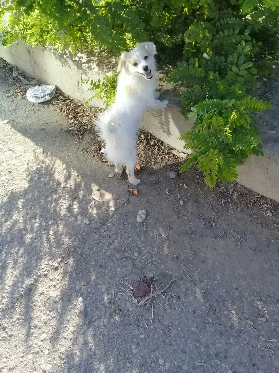 پامر|سگ|کرمانشاه, |دیوار