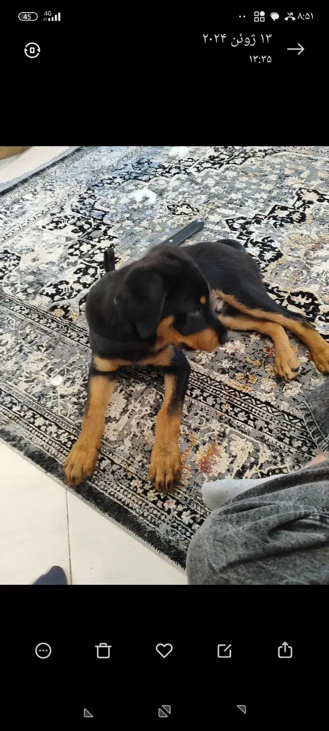 سگ گمشده|حیوانات|رباطکریم, الارد|دیوار