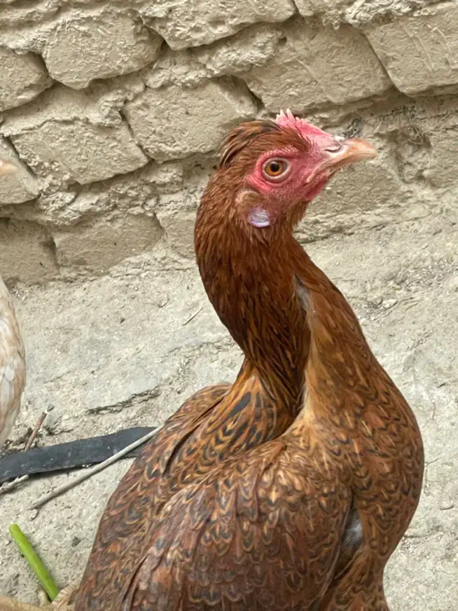 دو عدد مرغ|حیوانات مزرعه|ایرانشهر, |دیوار