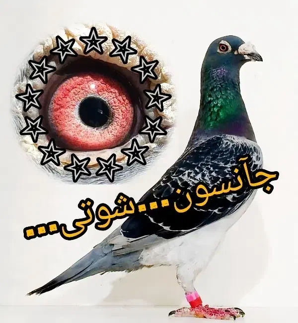 کبوتر پلاکی مسافتی آردن المانی عراق عربستان طوقی|پرنده|تهران, اقدسیه|دیوار
