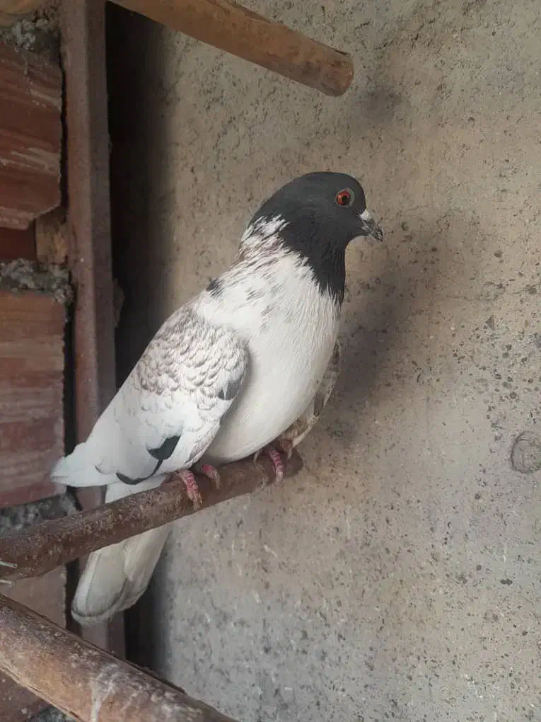 کبوتر پرشی روس|پرنده|شاهین‌شهر, گزبرخوار|دیوار