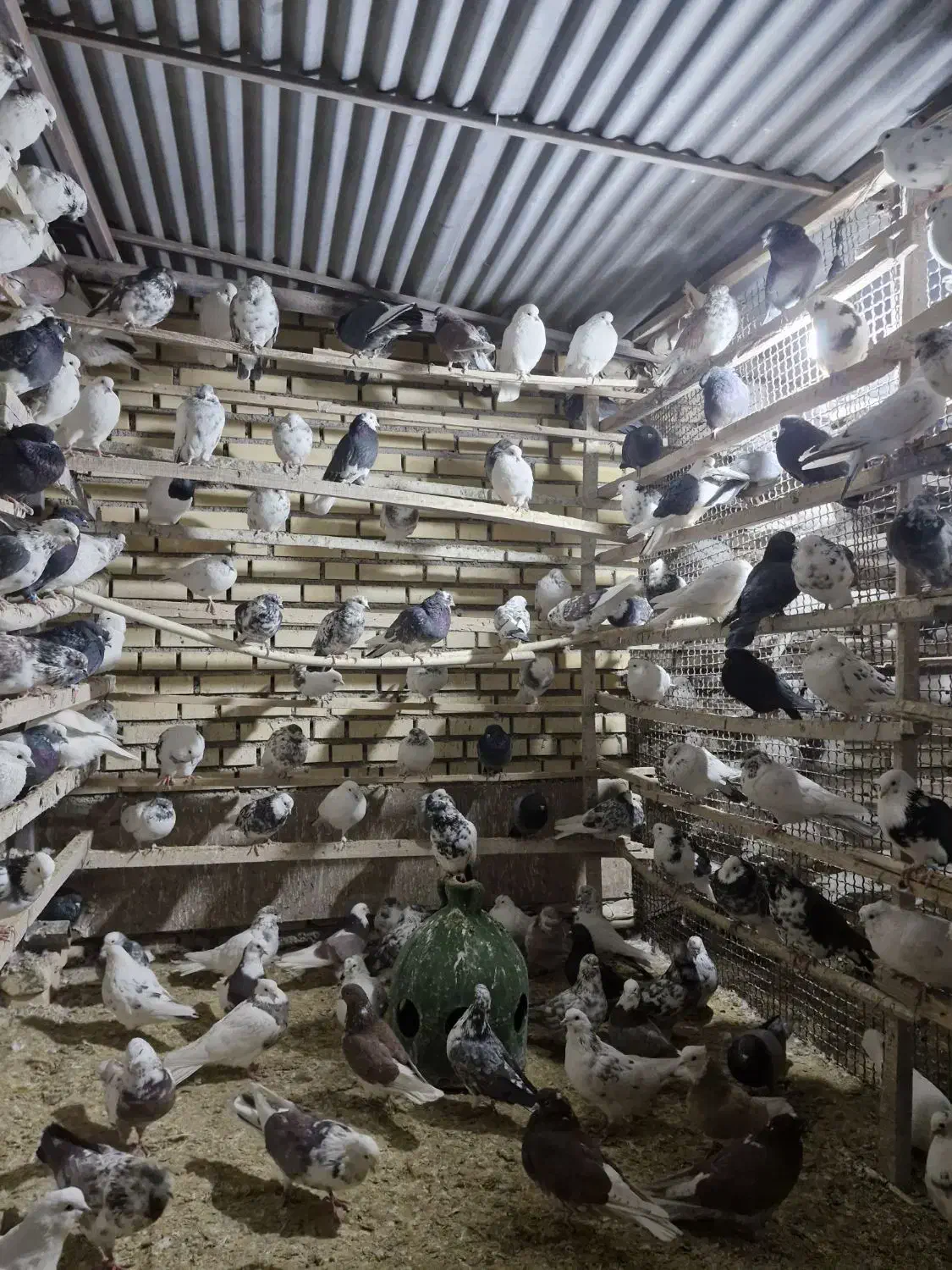 تعداد کبوتر ها ۳۵۰ تا هستن|پرنده|جوادآباد, |دیوار