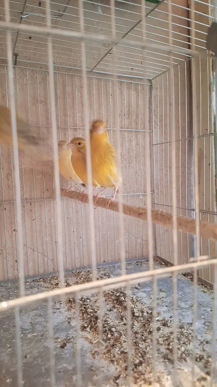 قناری ماده آماده|پرنده|جونقان, |دیوار