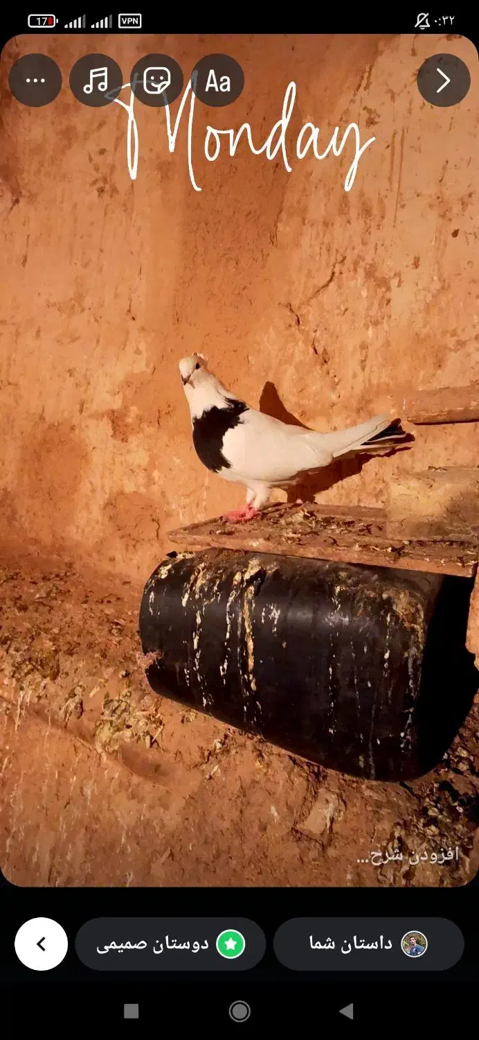 کبوتر|پرنده|کرمانشاه, |دیوار