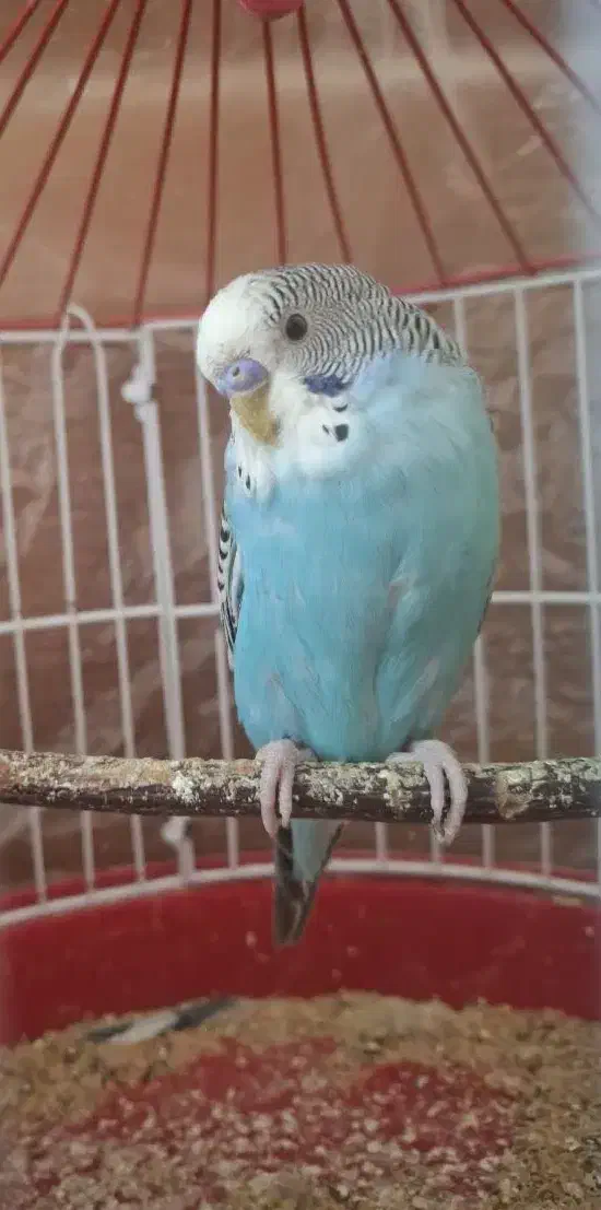 مرغ عشق نر|پرنده|یزد, |دیوار