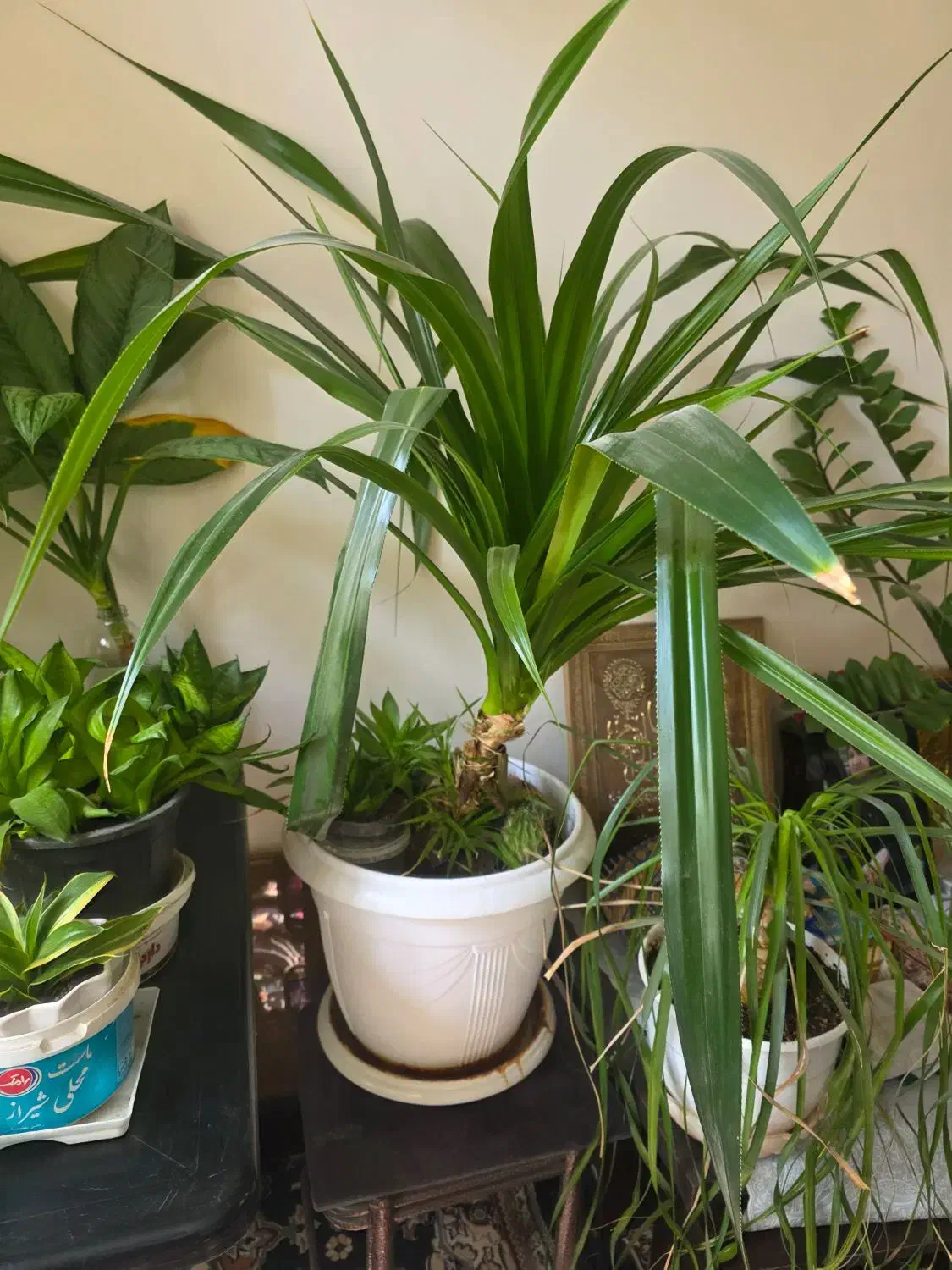 ۳ عدد گل پاندانوس|گل و گیاه طبیعی|شیراز, پودنک|دیوار