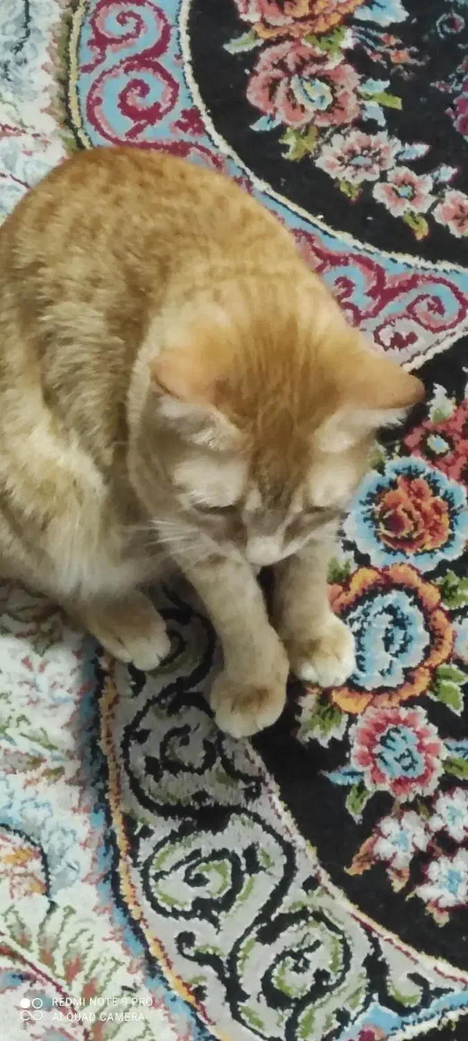 واگذاری رایگان گربه|گربه|پاکدشت, پاکدشت (مامازند)|دیوار