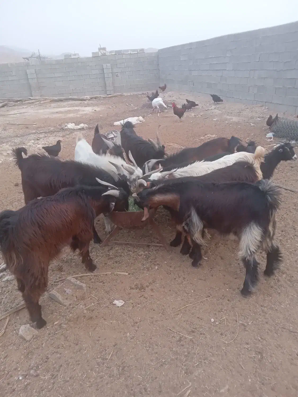 سوپرگوشت کهره بره بز میش.گوساله شتر|حیوانات مزرعه|فراشبند, |دیوار
