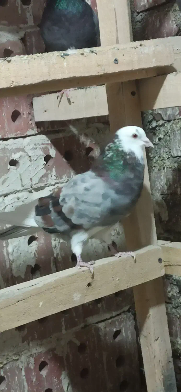 فرش یه تعداد نرو ماده|پرنده|بوکان, |دیوار