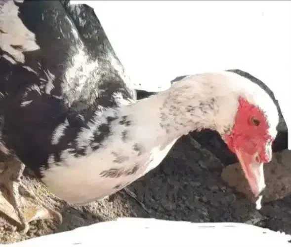 اردک اسرائیلی|حیوانات مزرعه|اصفهان, محله سفلی|دیوار