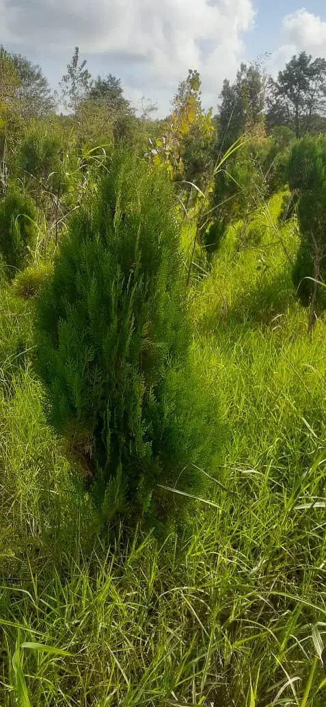 ۴۰۰۰ کاج طبری پنج ساله یکدست حراج|خدمات باغبانی و درختکاری|رشت, چمارسرا|دیوار