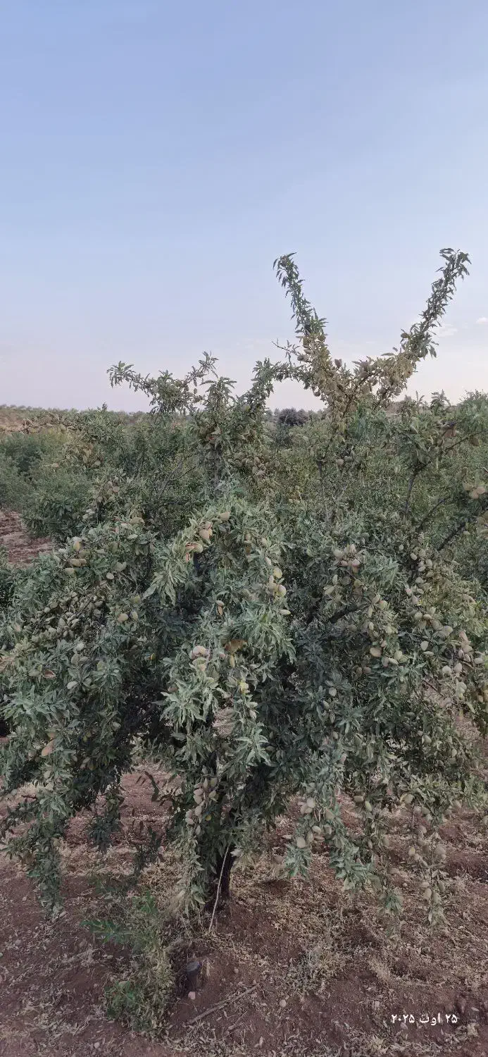 نهال بادام شناسنامه دار|خدمات باغبانی و درختکاری|شیراز, زرهی|دیوار