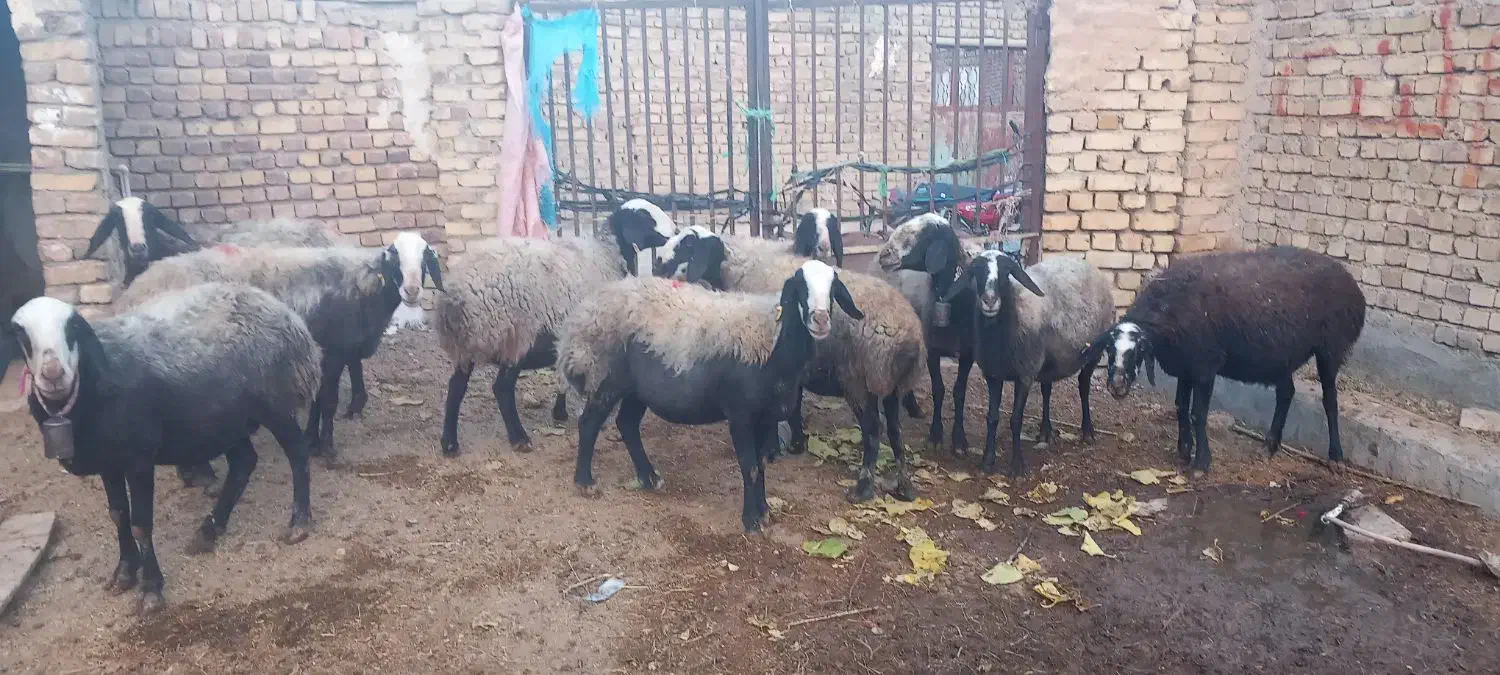 گوسفند میش اصیل شال دوقلو زا|حیوانات مزرعه|دهگلان, |دیوار