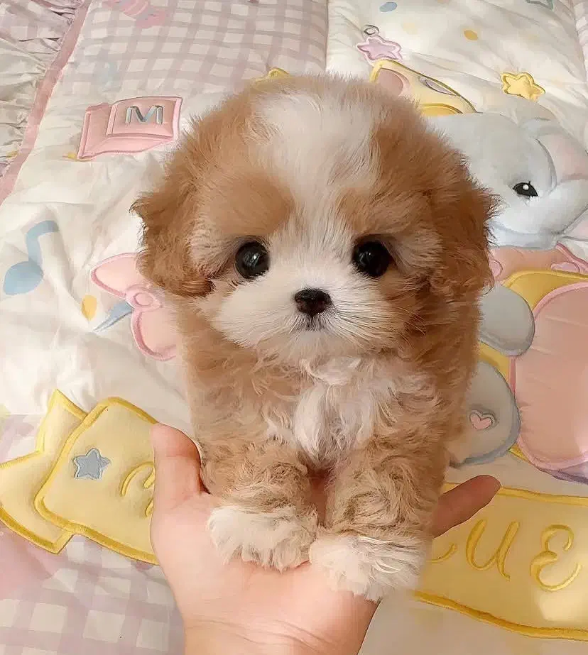 تدی|سگ|بندرعباس, |دیوار