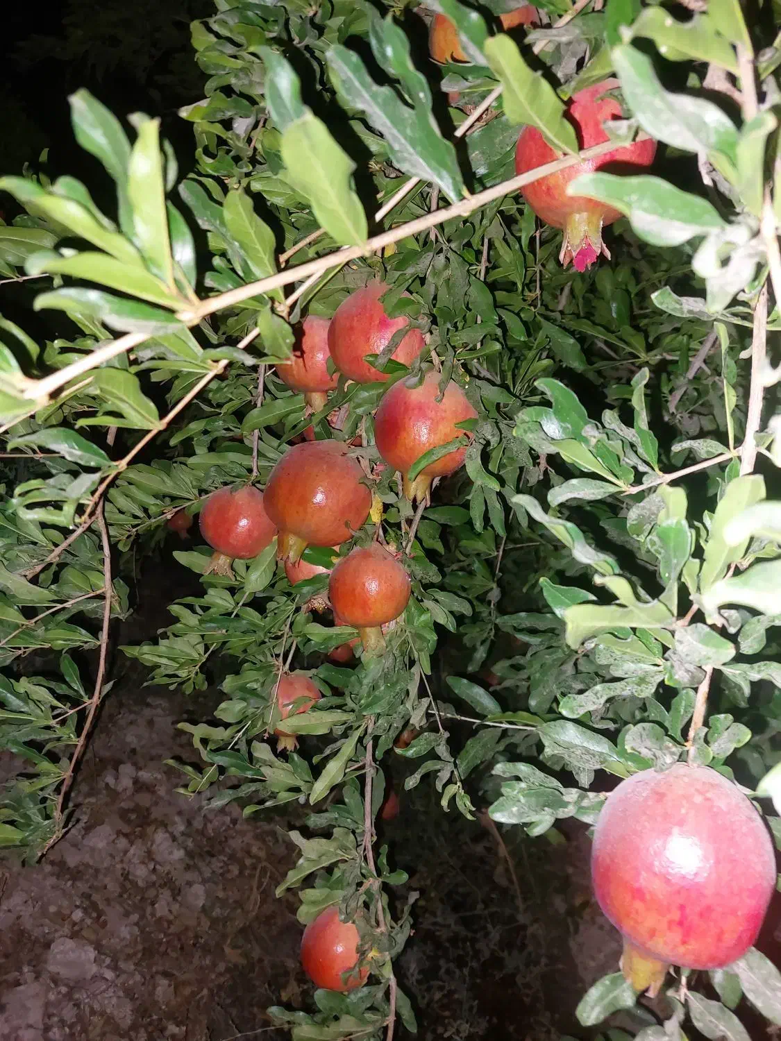 درود.فروش ۱۳۵۴مترباغ اناری اب تلمبه فول خیرابادفسا|فروش خانه و ویلا|فسا, |دیوار