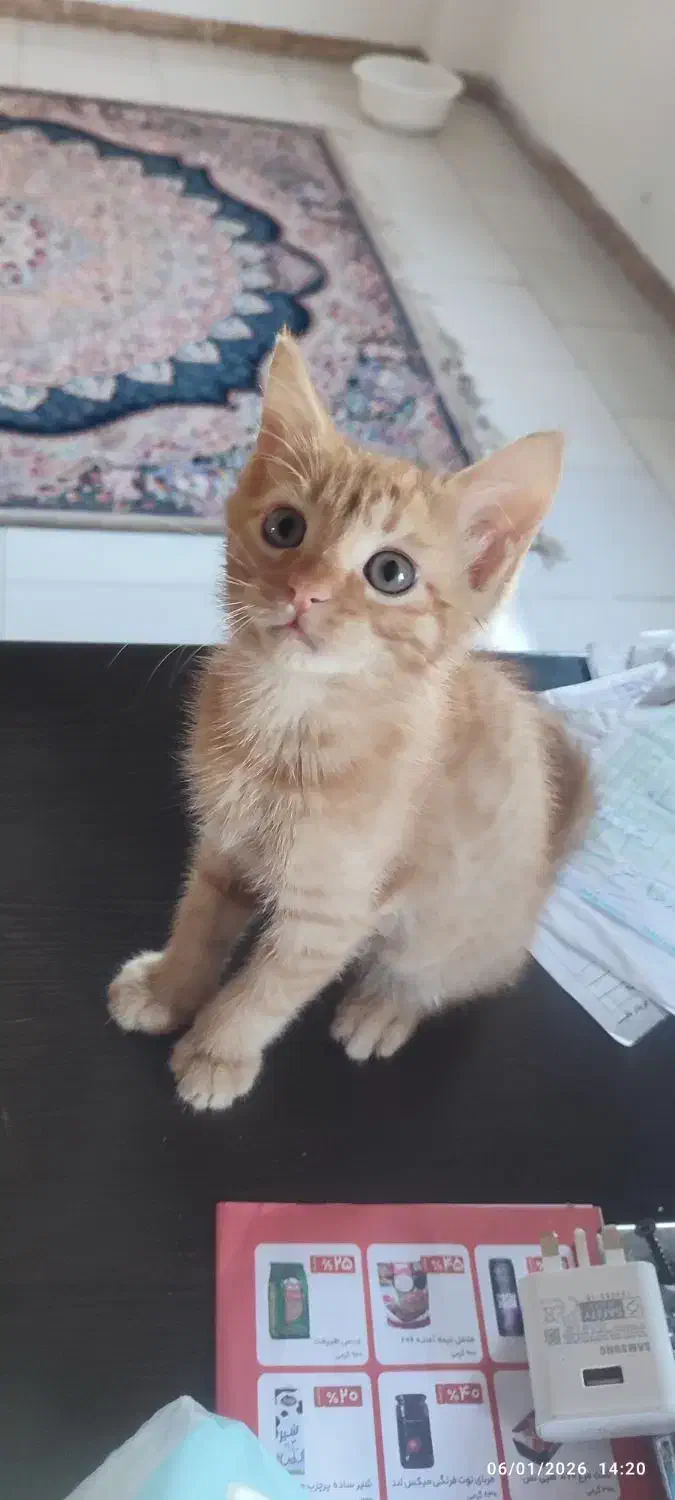 بچه گربه|گربه|رشت, کوی حسینی|دیوار