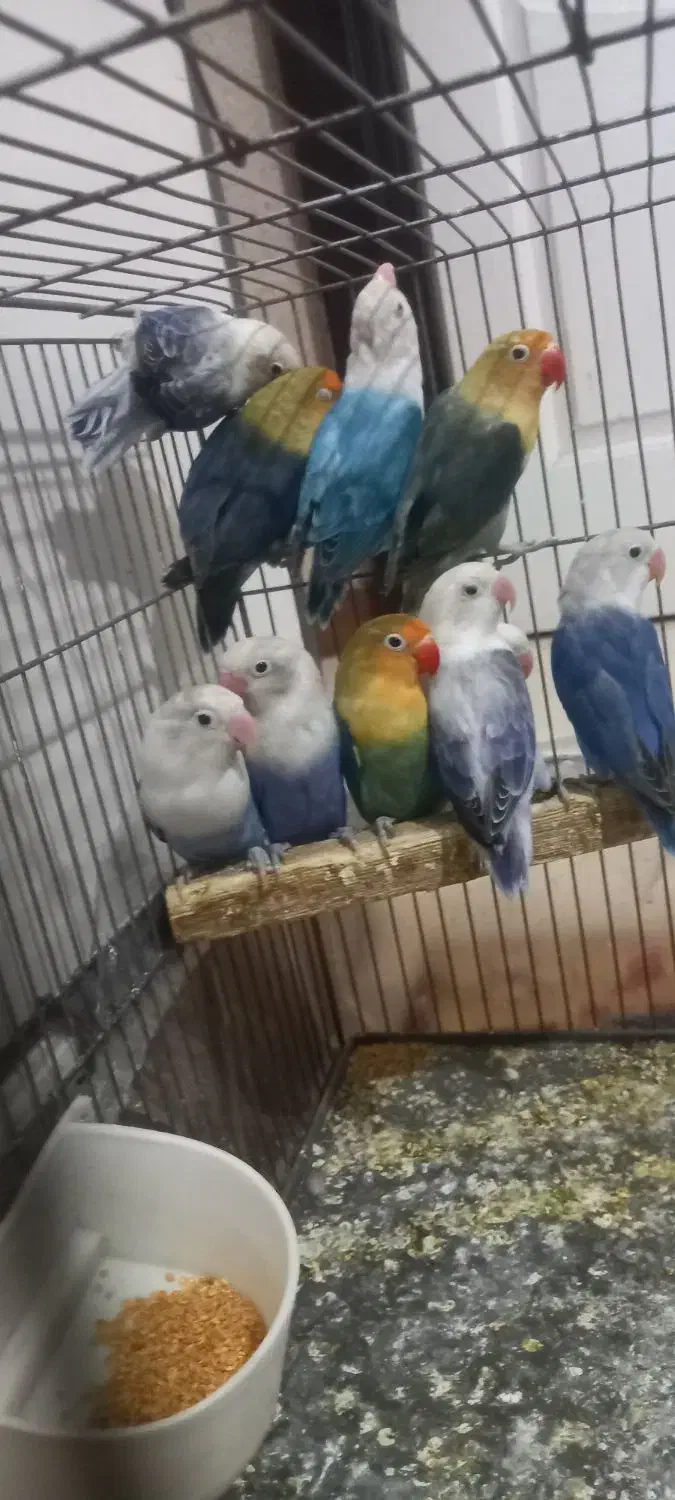 طوطی برزیلی|پرنده|قزوین, |دیوار