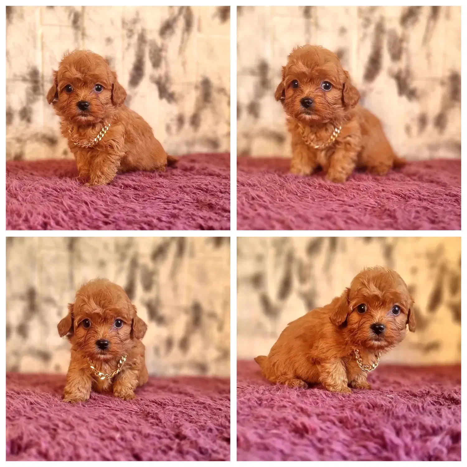 پودل|سگ|تهران, نارمک|دیوار