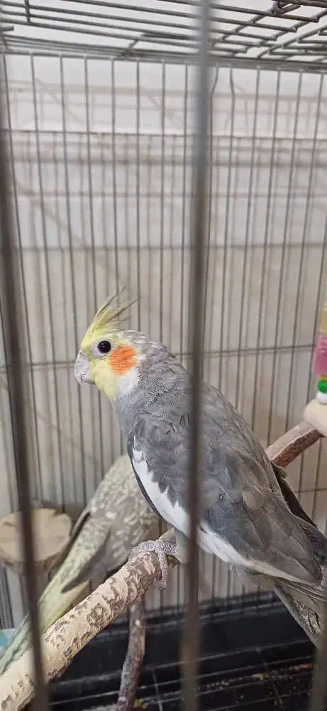 عروس هلندی|پرنده|تهران, عبدل‌آباد|دیوار