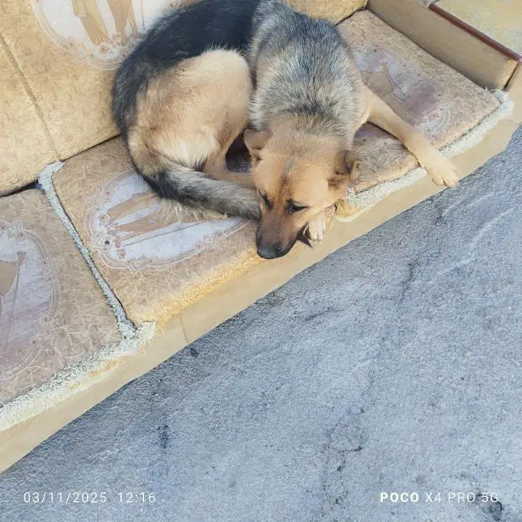 سگ ژرمن|سگ|خرم‌آباد, |دیوار