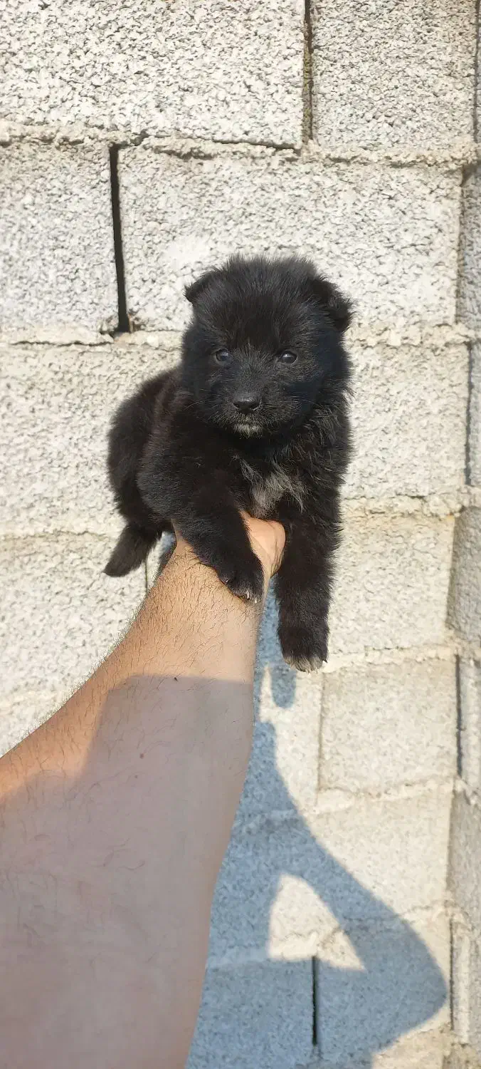 ژرمن بلک نر و ماده و مالنویز|سگ|رشت, شهرک صبا|دیوار