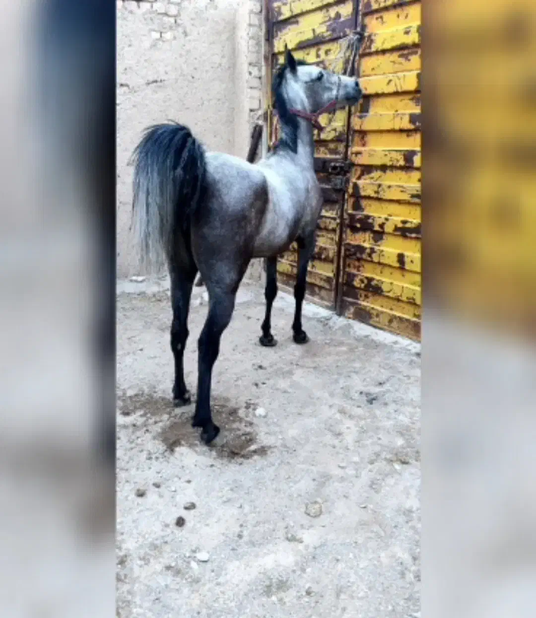 مادیان کرد|اسب و تجهیزات اسبسواری|شازند, |دیوار