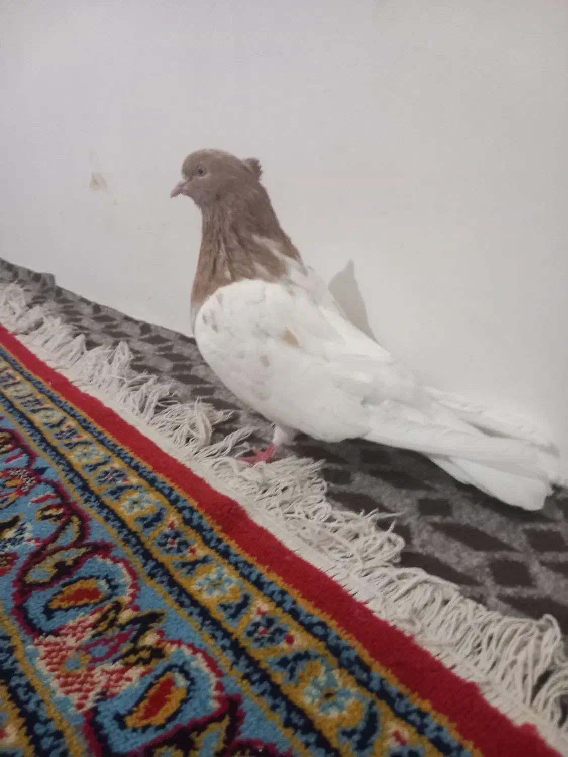 کله زرد ماده|پرنده|میانه, |دیوار