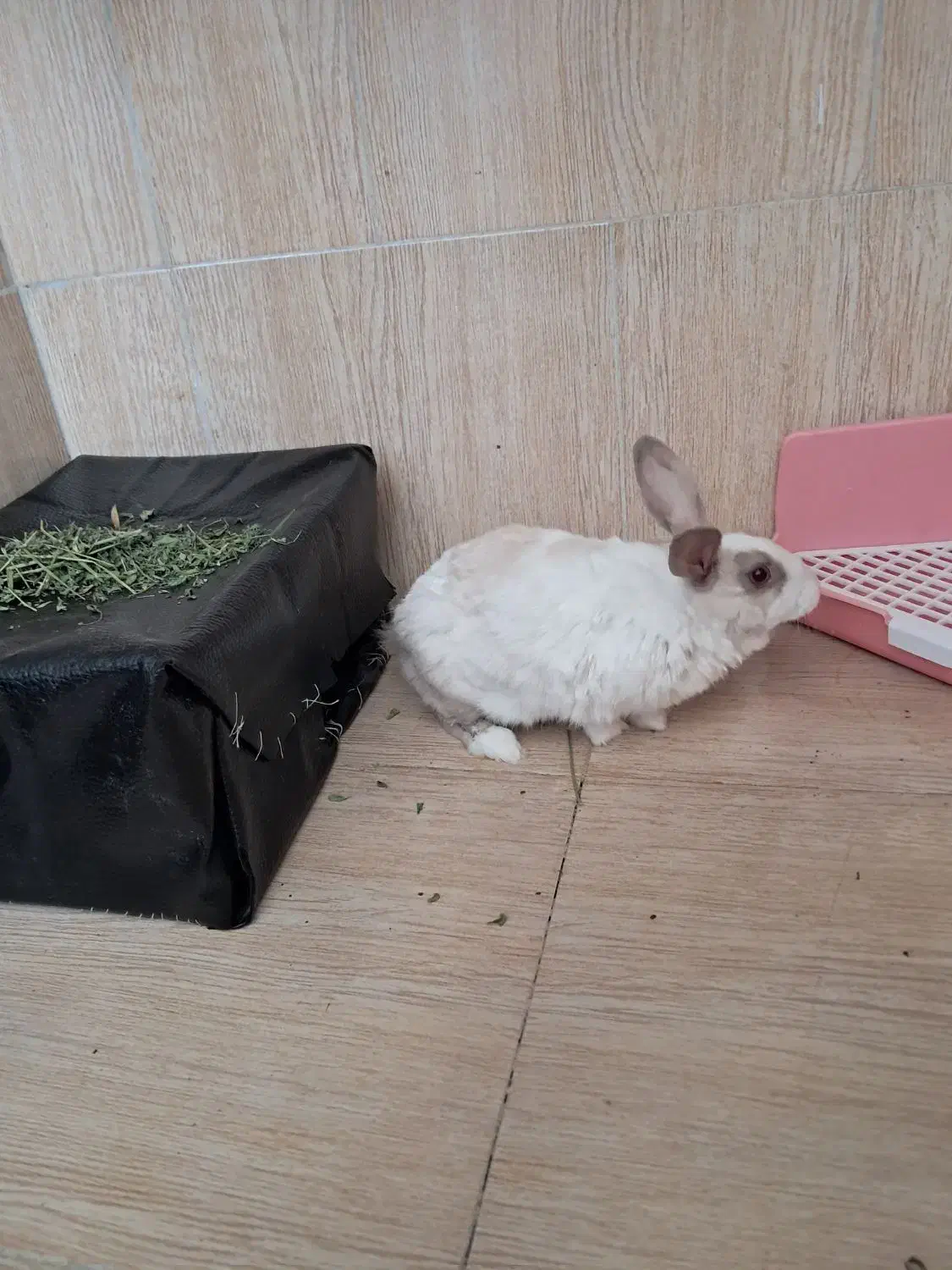 خرگوش زرنگ|موش و خرگوش|تبریز, |دیوار