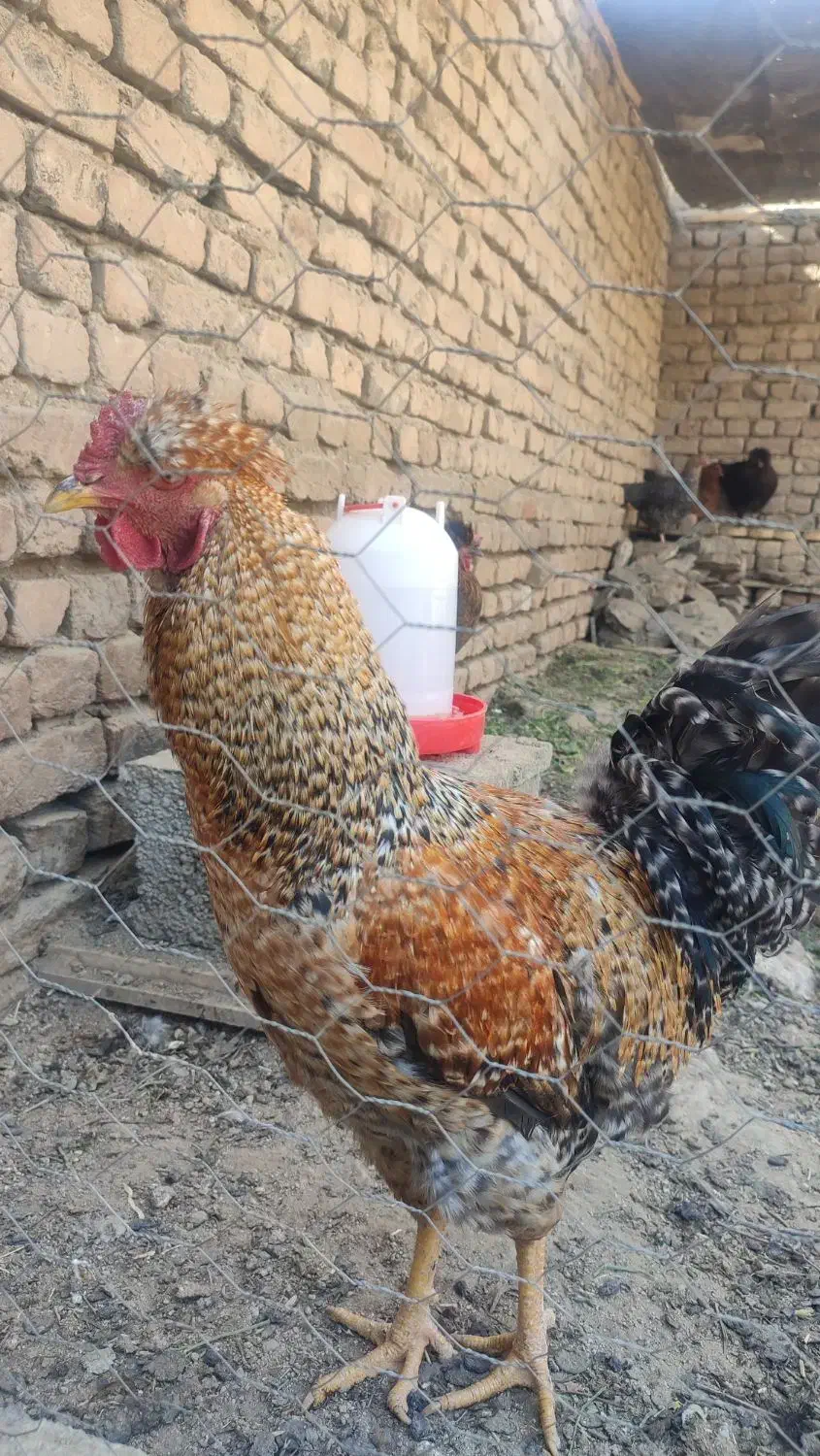 مرغ و خروس|حیوانات مزرعه|ملایر, |دیوار