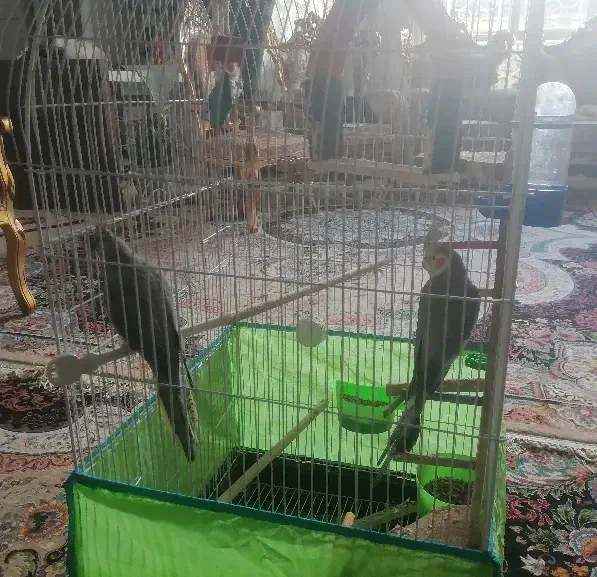 عروس هلندی سخنگو|پرنده|لنجان, |دیوار