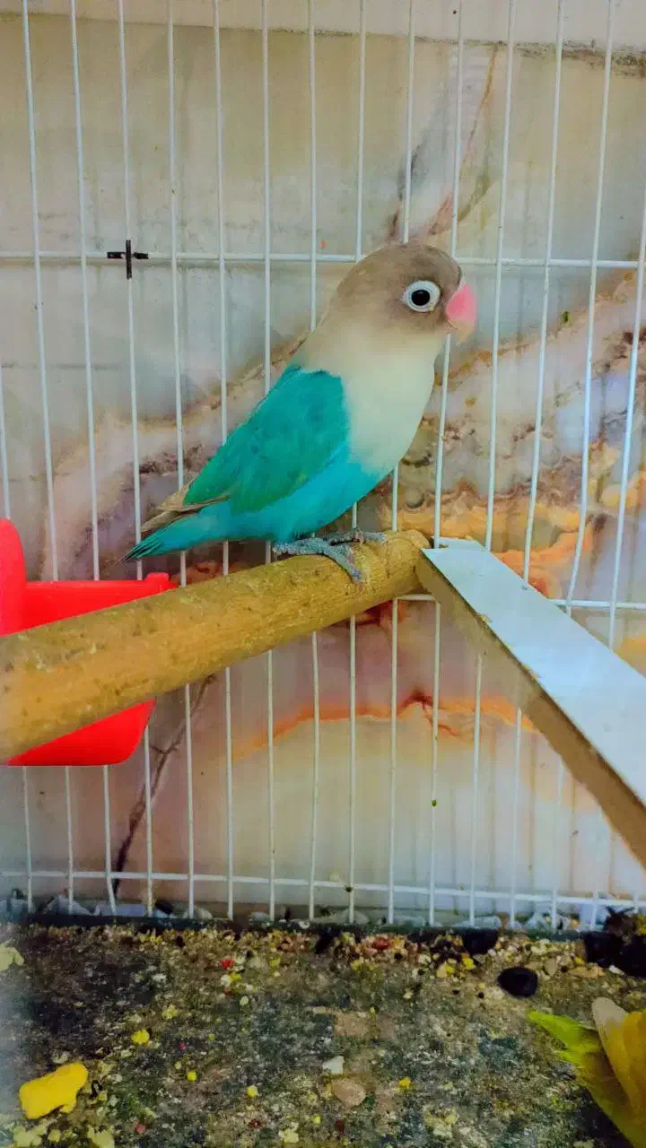 انواع پرنده|پرنده|میبد, |دیوار