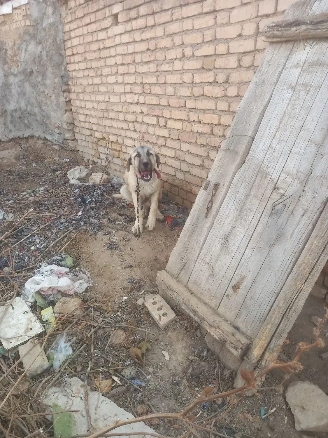 سگ سرابی اصل|سگ|ایجرود, |دیوار