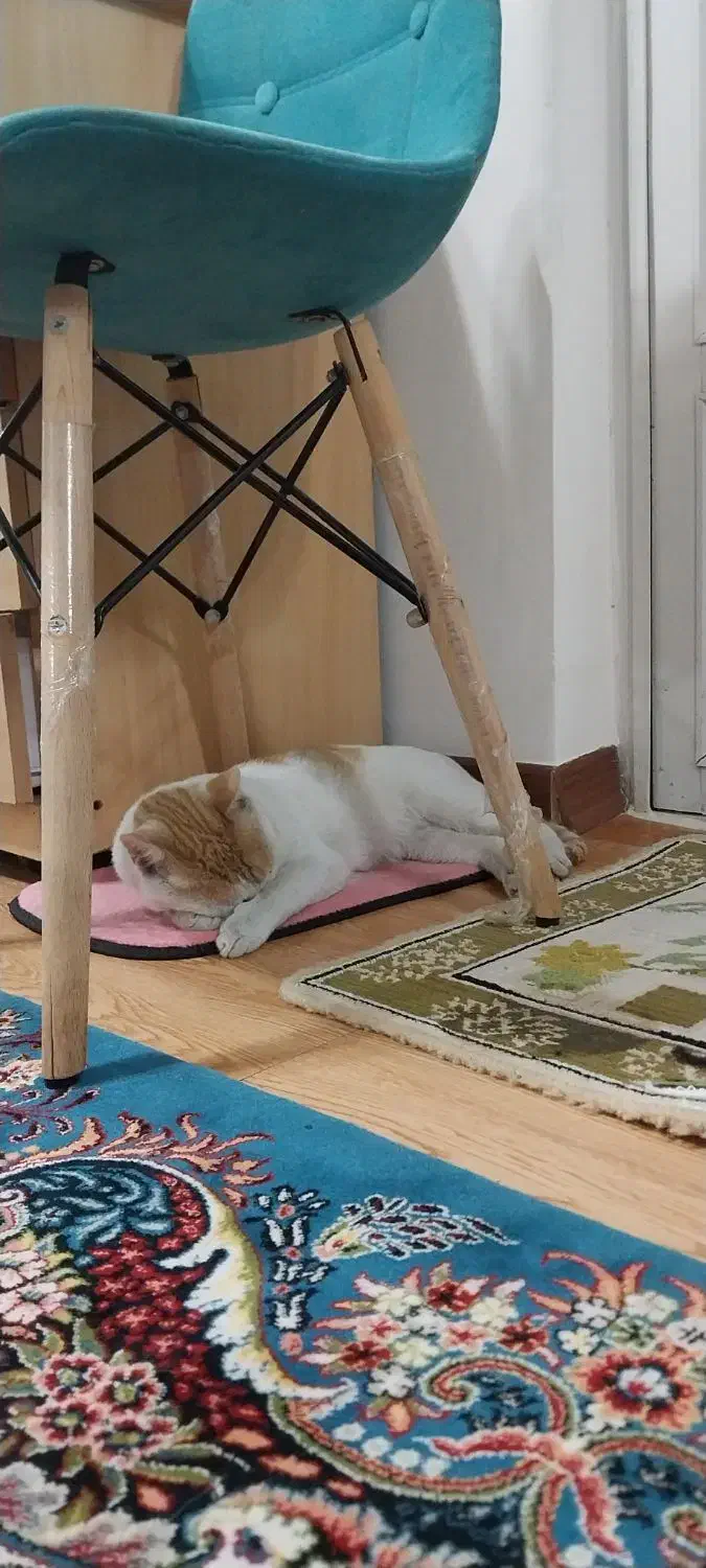 گربه شده محدود سلیمانداراب|گربه|رشت, سلیمانداراب|دیوار