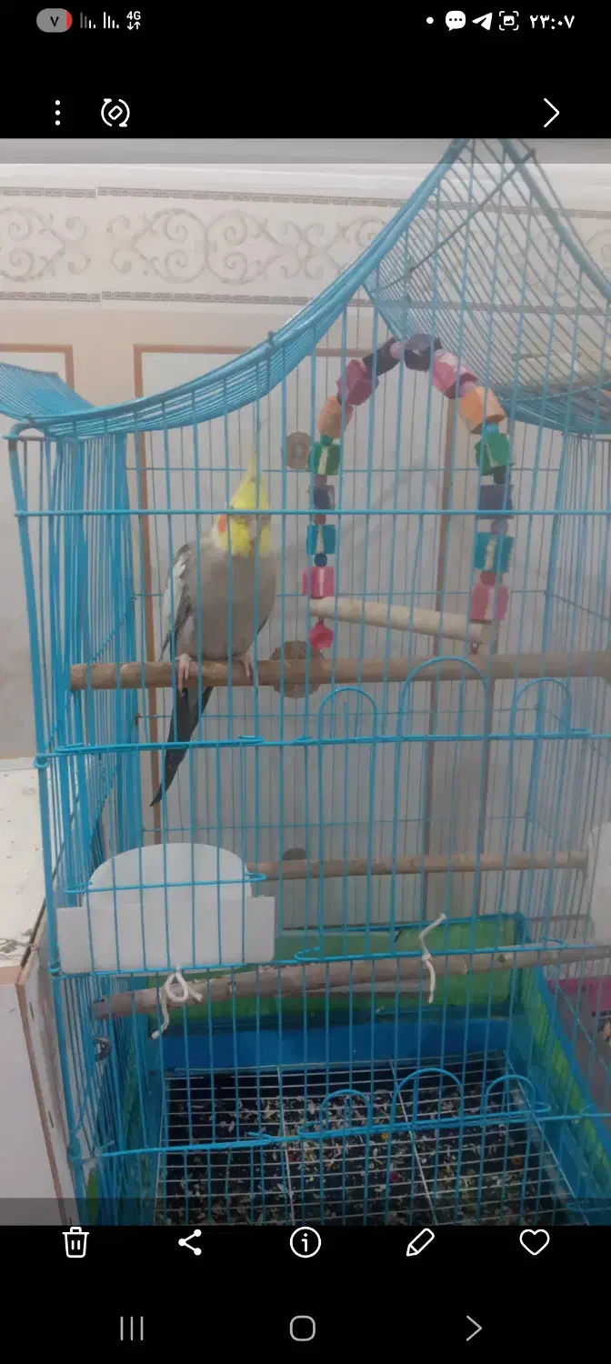 عروس هلندی|پرنده|امیدیه, |دیوار